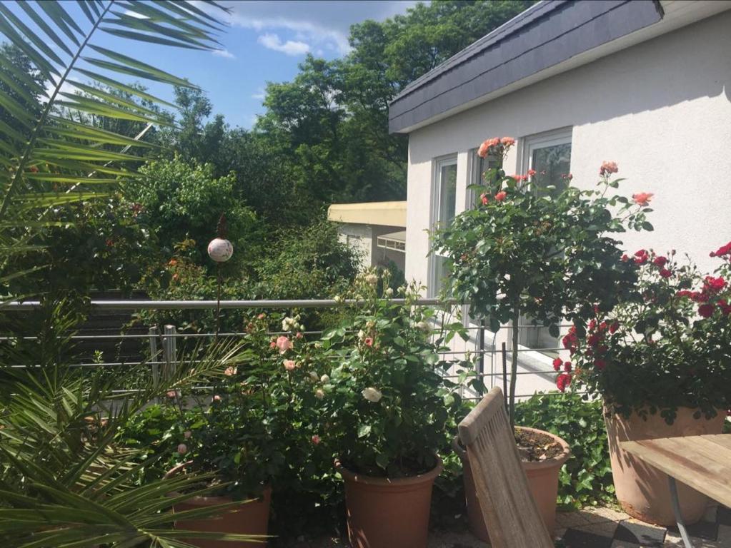 einen Garten vor einem Haus mit Topfpflanzen in der Unterkunft Bei Annemarie in Trier