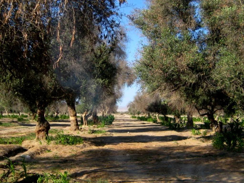 a dirt road with trees on the side of it at Paracas Chalet Fundo Zanuzzi in Buena Vista