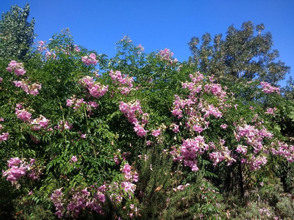 grupa drzew z różowymi kwiatami na nich w obiekcie El Parralito w mieście Mendoza