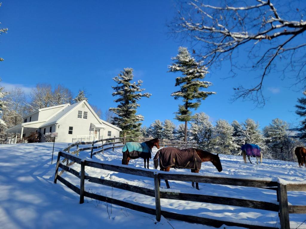 un grupo de caballos parados en la nieve en The Suite at Liberty Woods, 