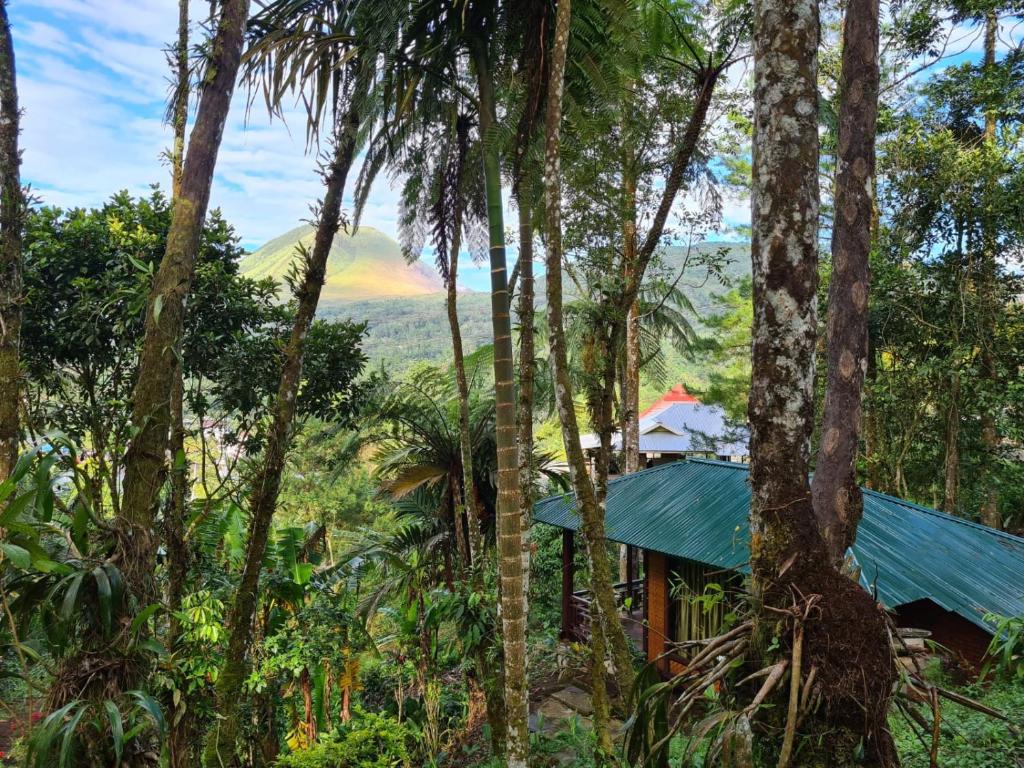 Tomohon的住宿－Rimba eco Resort，森林中一座房子,背景是一座山