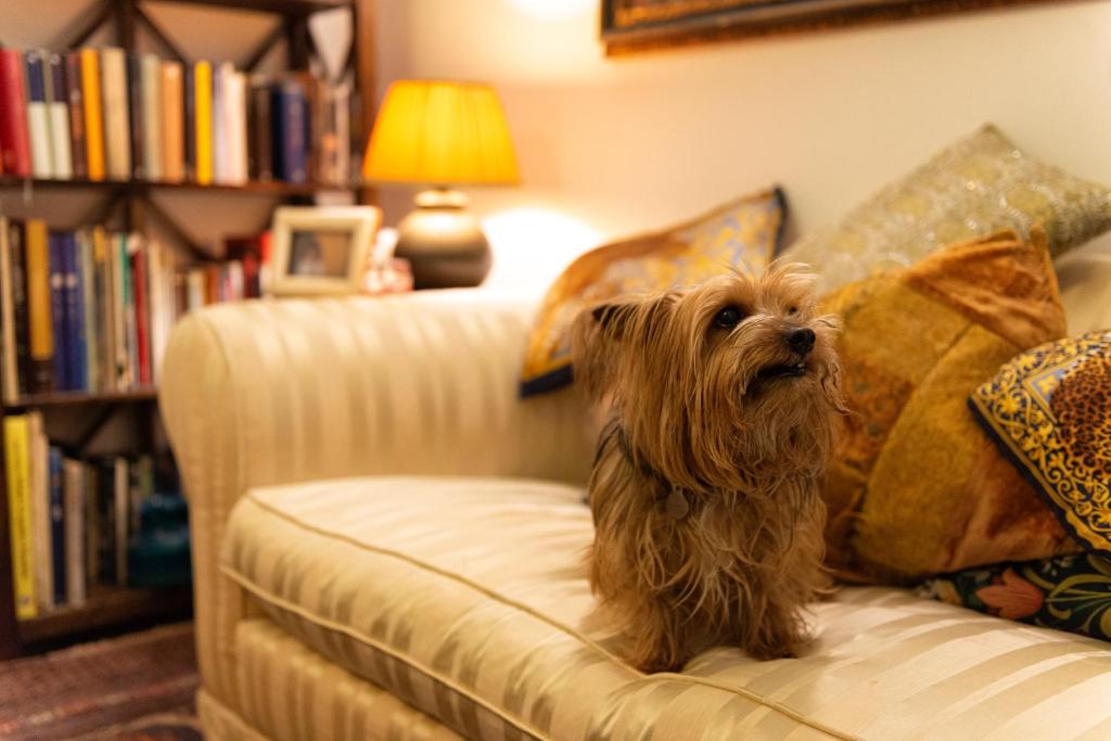 ein Hund auf einer Couch im Wohnzimmer in der Unterkunft B&B La Scalinatella in Rom