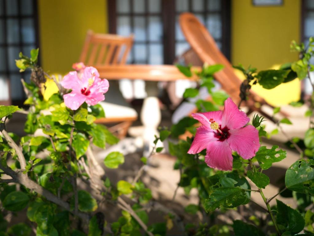 Zahrada ubytování Las Flores Beachside Hotel