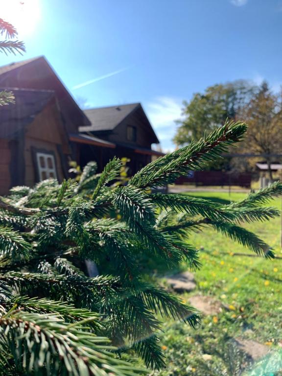 Zahrada ubytování Guest House Pid Dubom Карпати Під Дубом