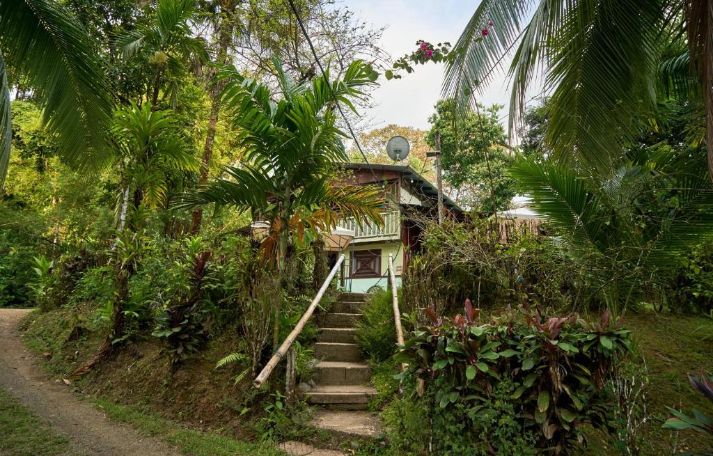 a house in the middle of a forest with stairs at Sukia Hostel in Drake