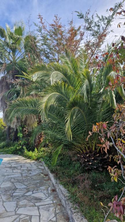 a garden with palm trees and a stone walkway at Beautiful Sea View House in Vallauris