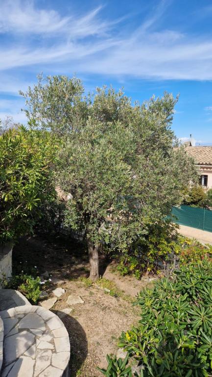 a tree in the middle of a garden at Beautiful Sea View House in Vallauris