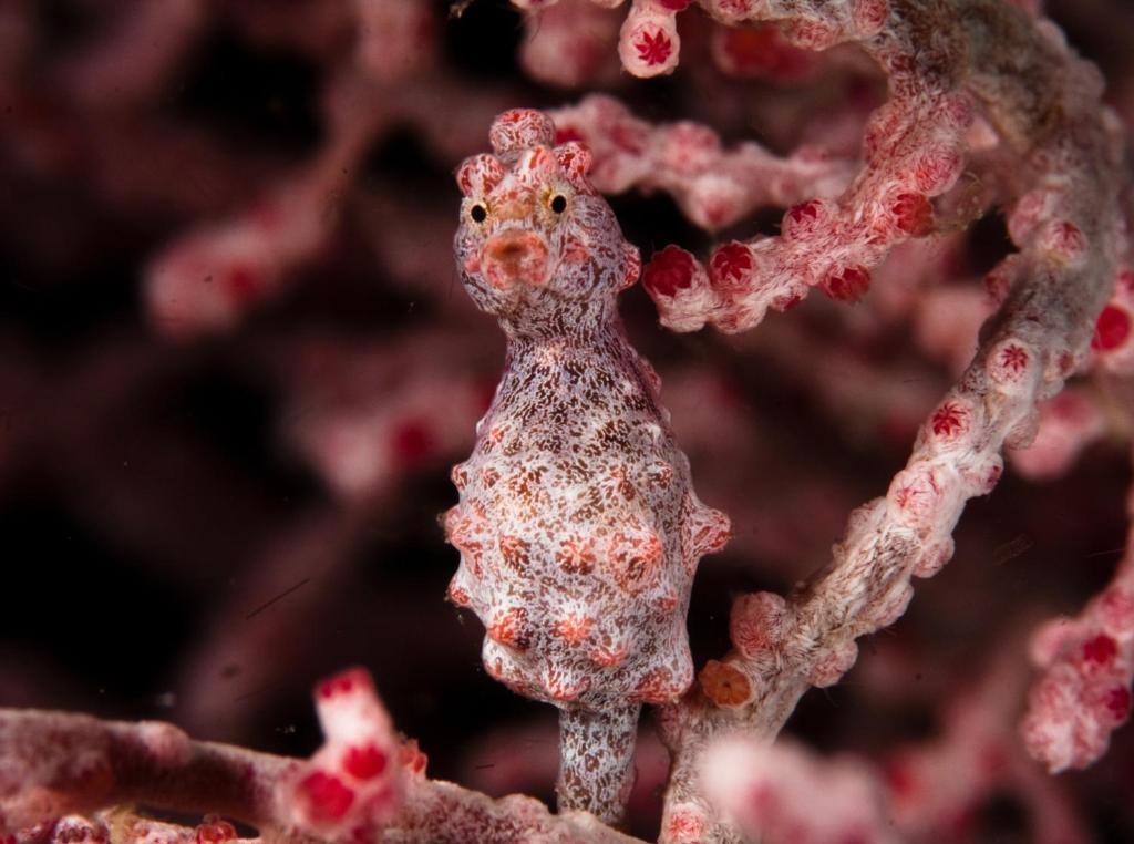 Foto sihtkohas Malapascua saar asuva majutusasutuse Evolution Dive and Beach Resort galeriist