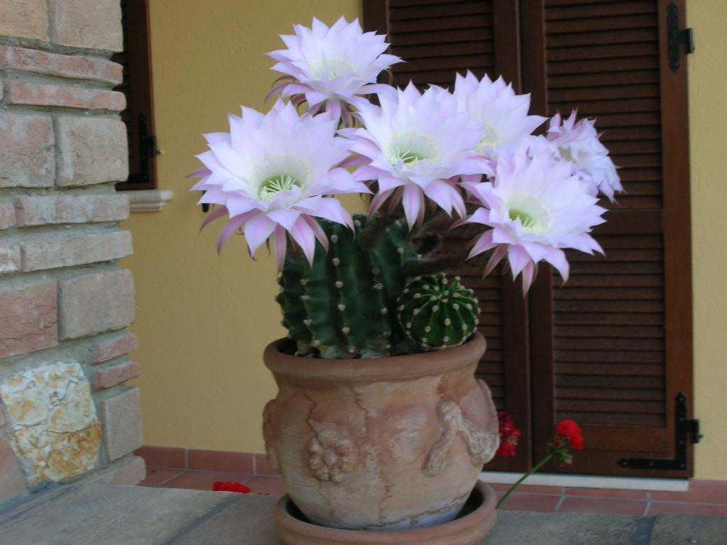 Fotografie z fotogalerie ubytování B&B La Casa Fra Gli Olivi v destinaci Marsciano