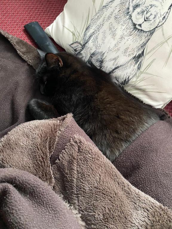 a black cat laying on a bed under a blanket at Cheerful and Cosy Double Room in Belfast