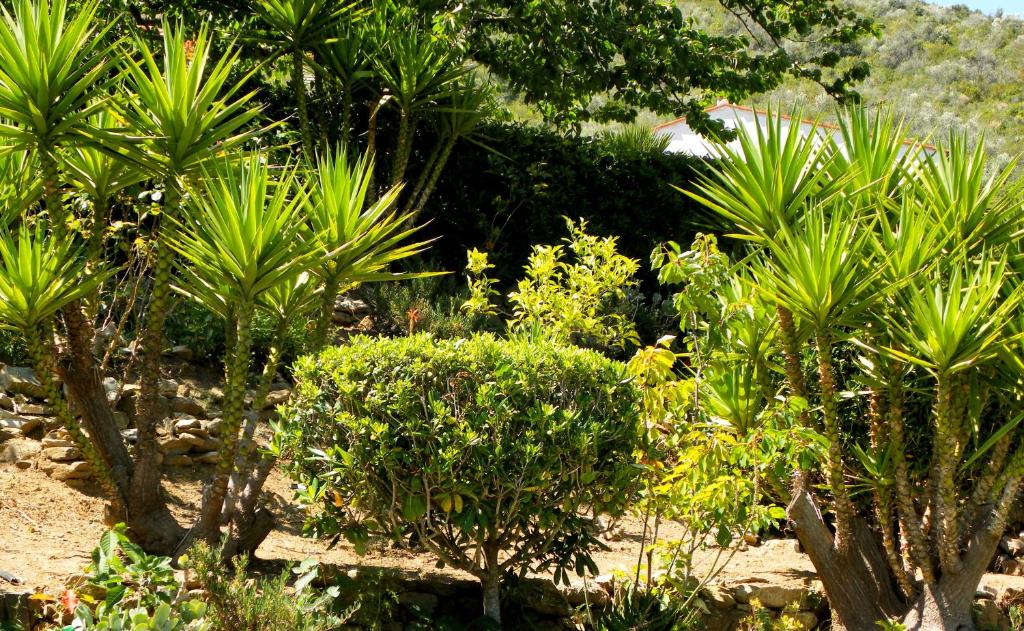 A garden outside Hotel Il Caminetto