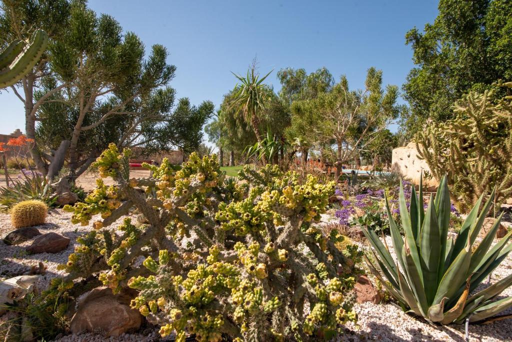 Zahrada ubytování L’oasis de kima