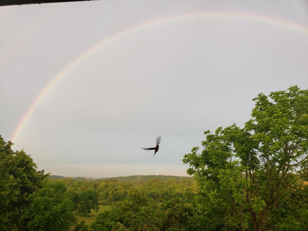 een vogel die over bomen vliegt met een regenboog op de achtergrond bij Goin' Bonanza Glamping Ranch in Mammoth Spring