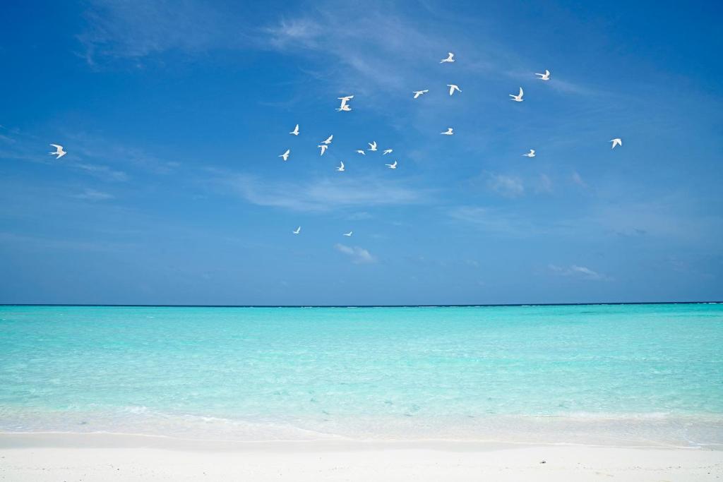 Sunny Day Inn Maldives - View 19