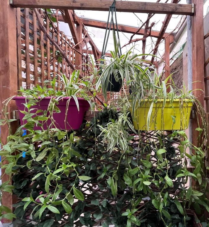 a group of potted plants in a greenhouse at L&#39;Oasis Montparnasse in Paris