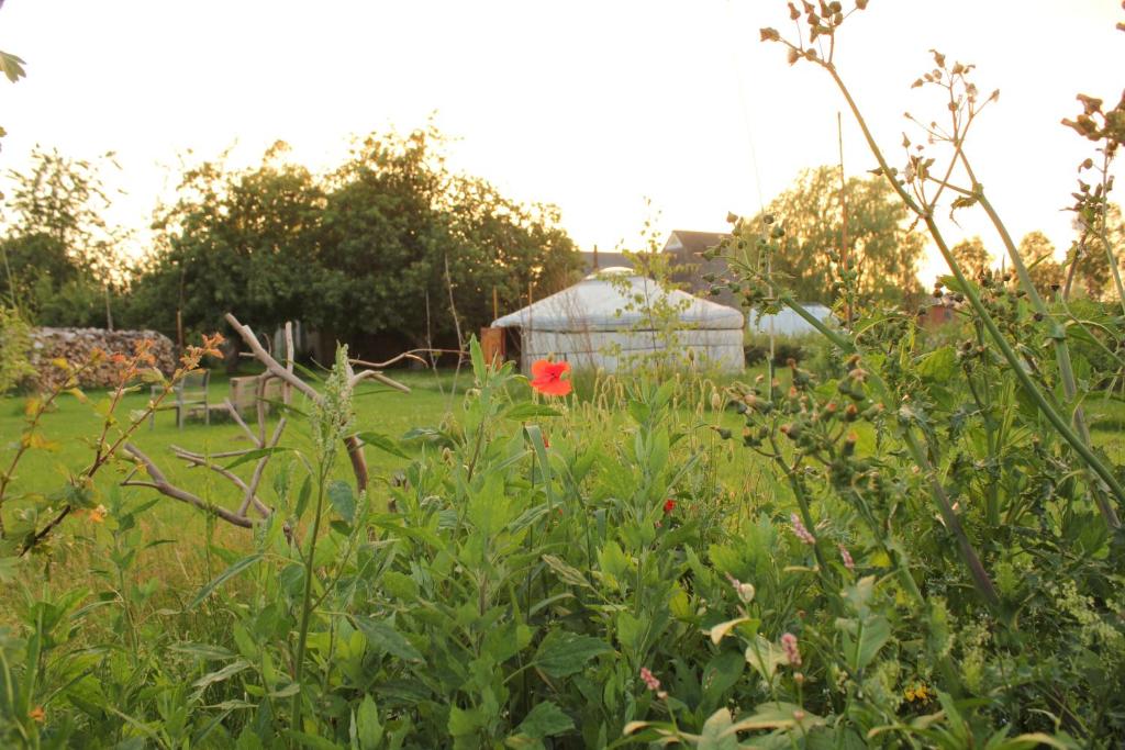 een tuin met een rode bloem in een veld bij Todo se pasa Yurt in Sauwerd