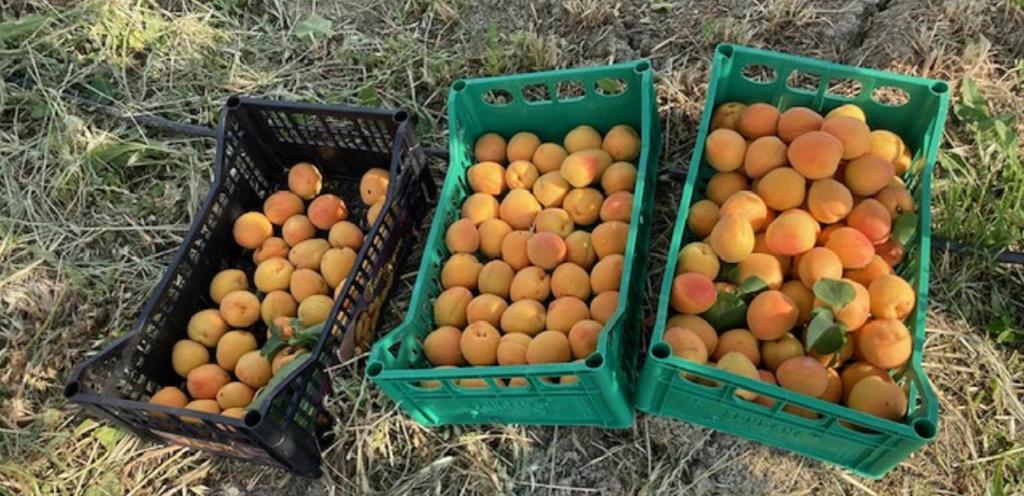Étkezési lehetőség a vidéki vendégházban vagy a közelben