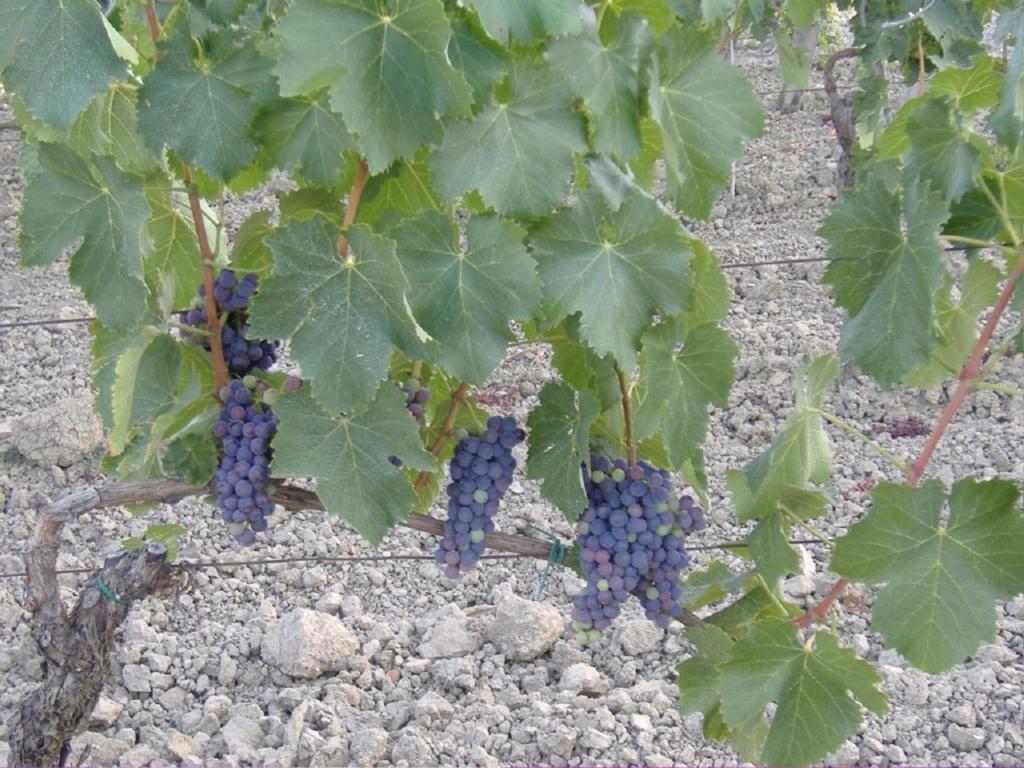 Kép Bio Agriturismo Il Torrione szállásáról Saturniában a galériában