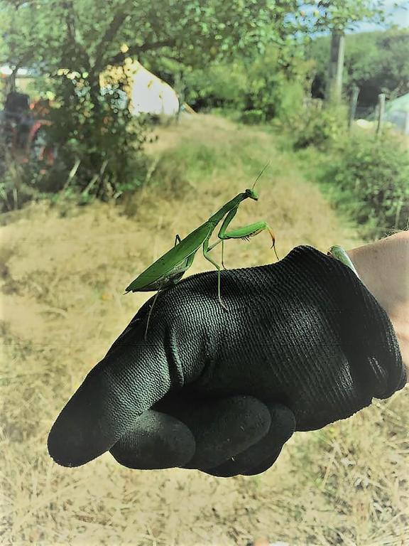 a green grasshopper sitting on top of a persons hand at Loire Valley Llama Farm Stay in Lavernat