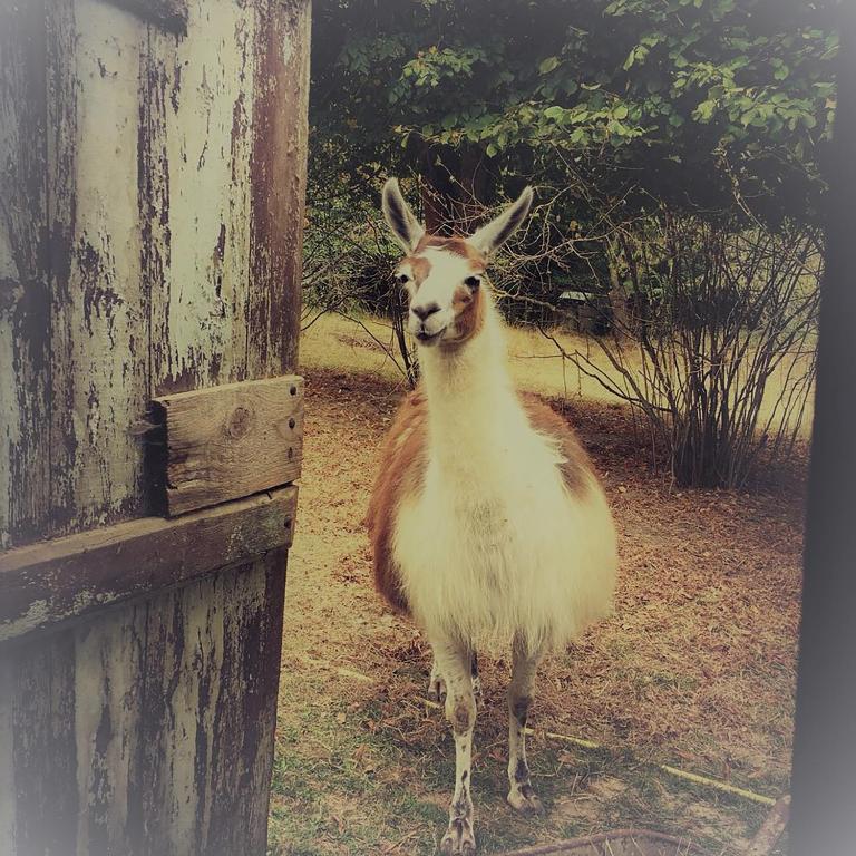 a goat is standing next to a building at Loire Valley Llama Farm Stay in Lavernat