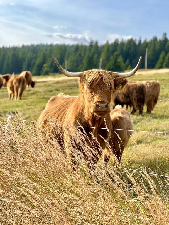 Bouda Klínovka - Resim 26