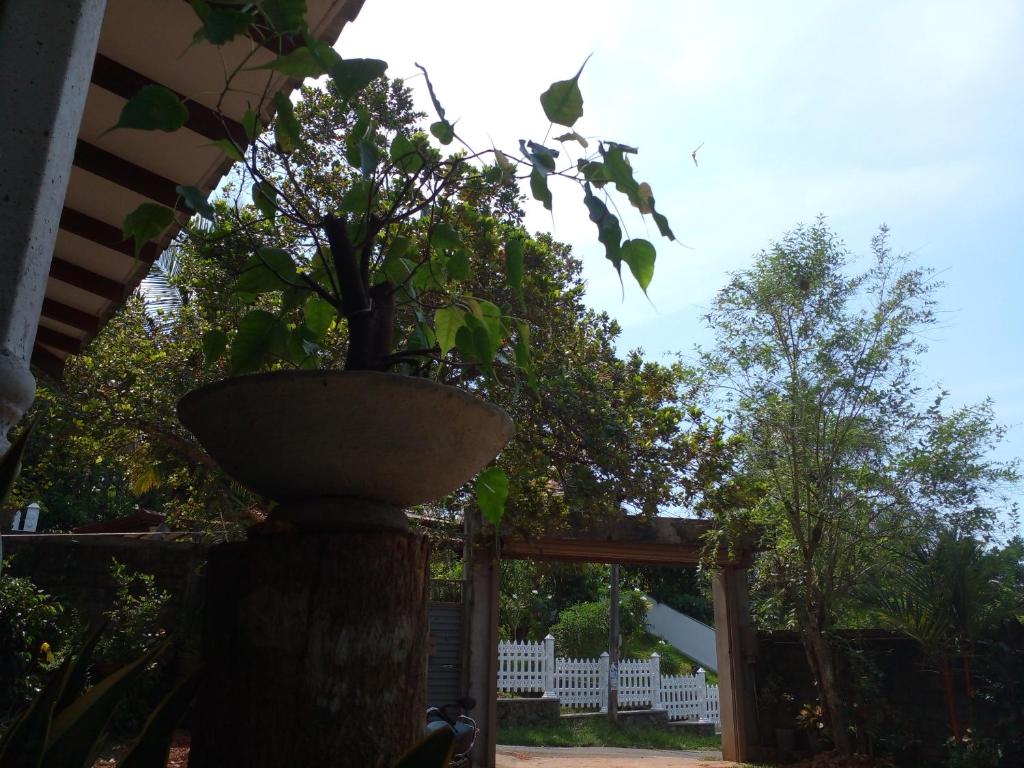 Zahrada ubytování Muthu Villa Sri Lanka
