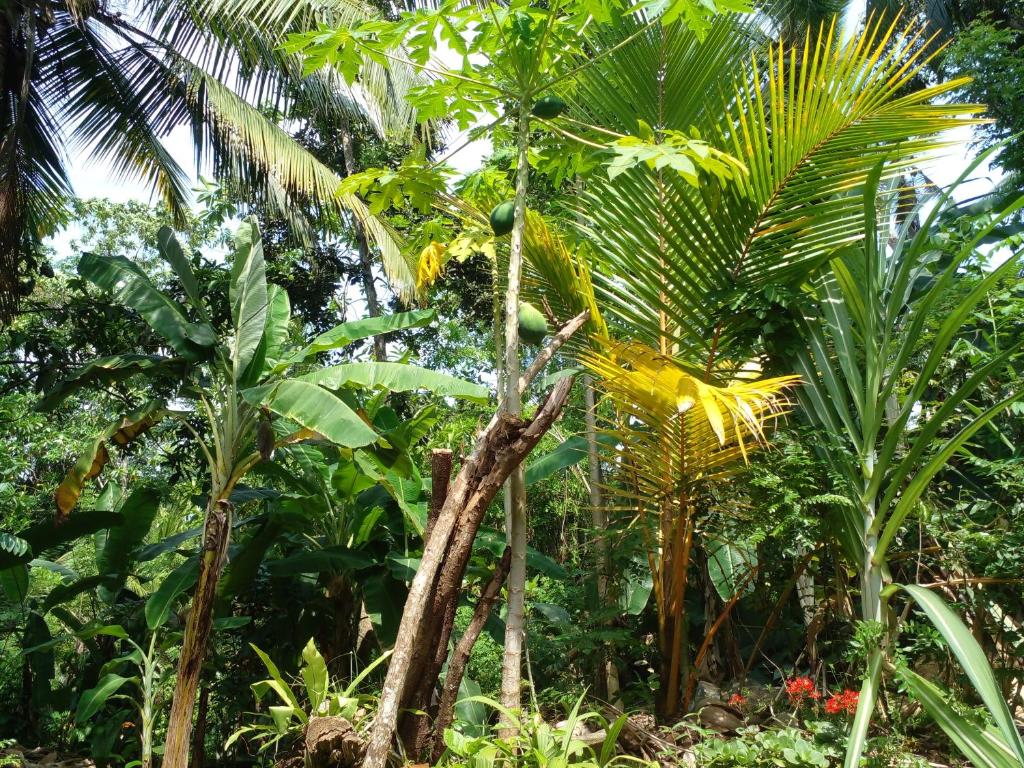 Zahrada ubytování Muthu Villa Sri Lanka