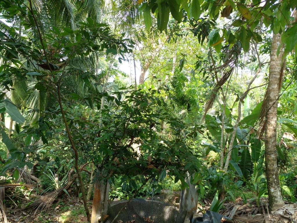 Zahrada ubytování Muthu Villa Sri Lanka