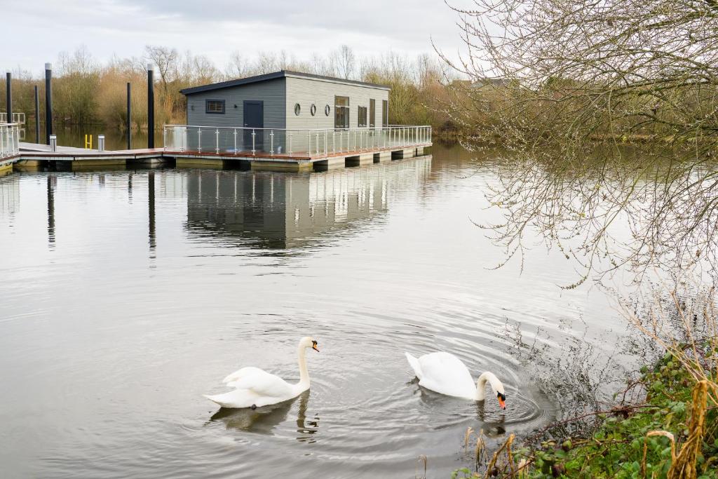 dos cisnes nadando en el agua frente a un edificio en Berth 6 on Upton Lake, Upton-upon-Severn Home on Water, en Upton upon Severn