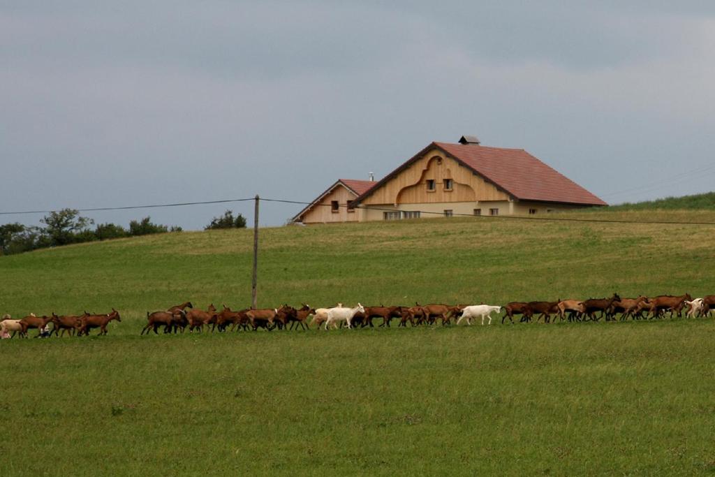 Zvířata v penzionu nebo okolí
