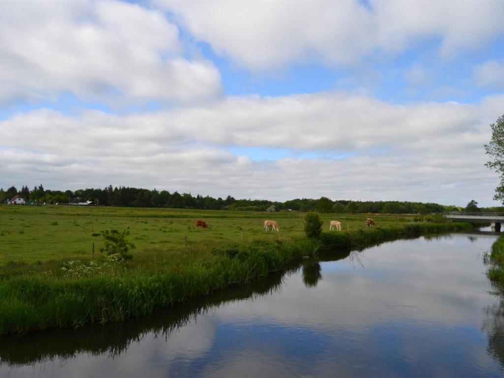 un groupe de vaches pacant dans un champ à côté d'une rivière dans l'établissement Holiday Home Josina - 32km from the sea in Western Jutland by Interhome, à Esbjerg