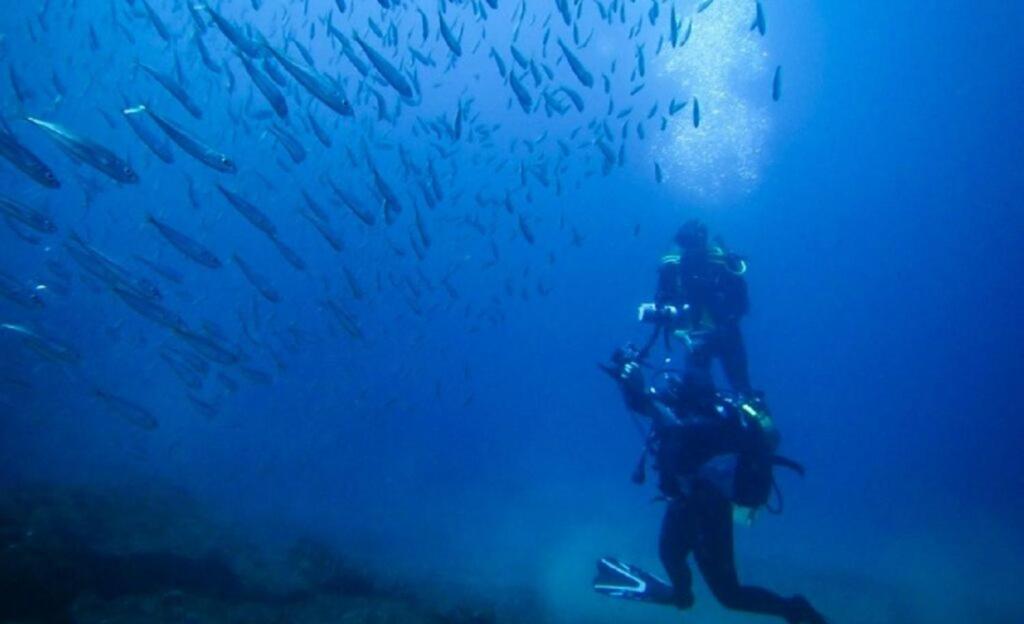 um mergulhador no oceano olhando para um grupo de peixes em Silvia's House em Ponta Delgada