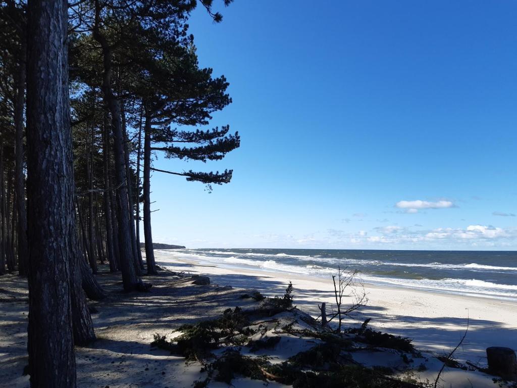 a sandy beach with trees and the ocean at Nalu Glamp in Darłowo