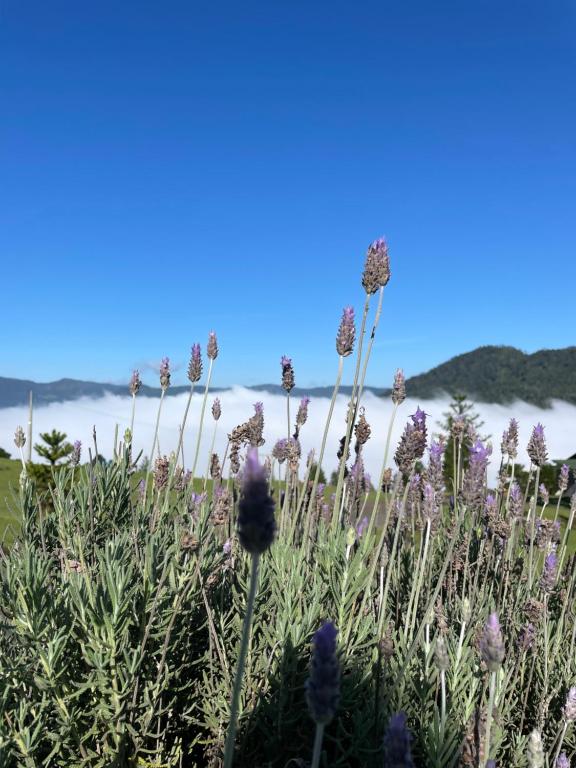 a field of flowers with the ocean in the background at Cabana Efatah - Pousada Colina dos Ventos in Urubici