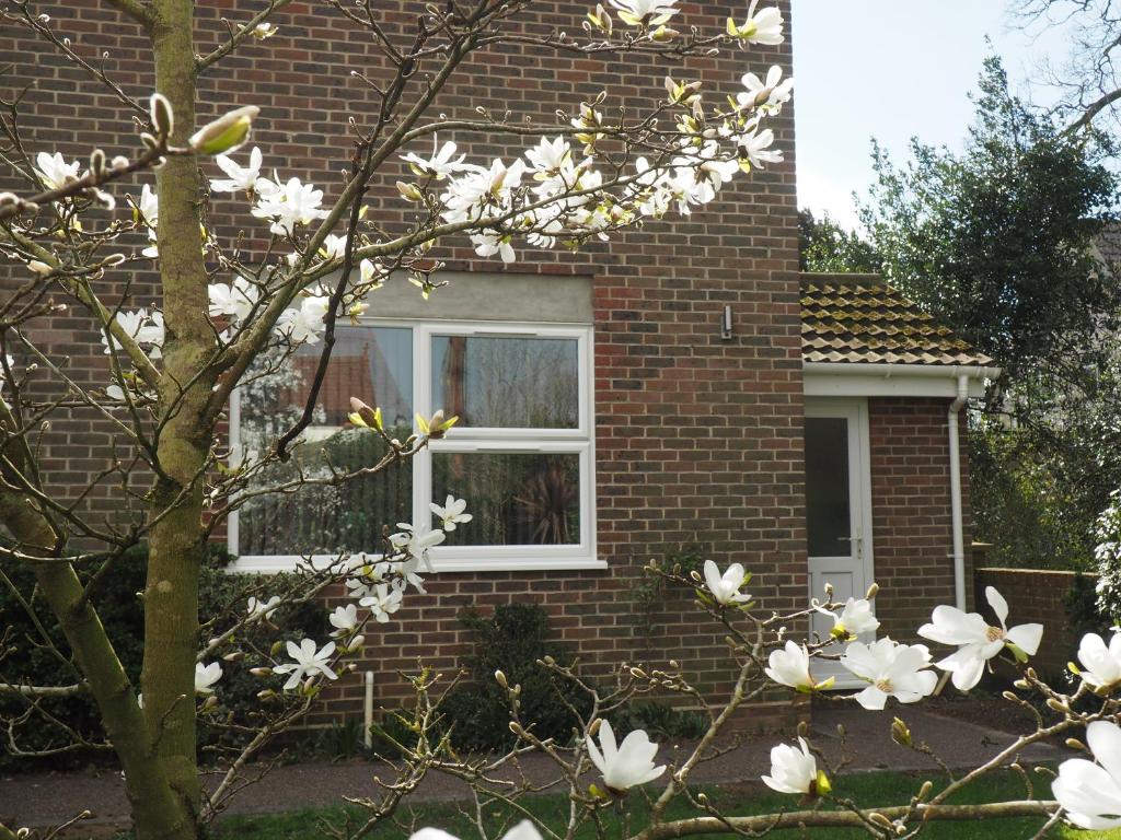 a tree with white flowers in front of a brick house at Brundall House in Norwich