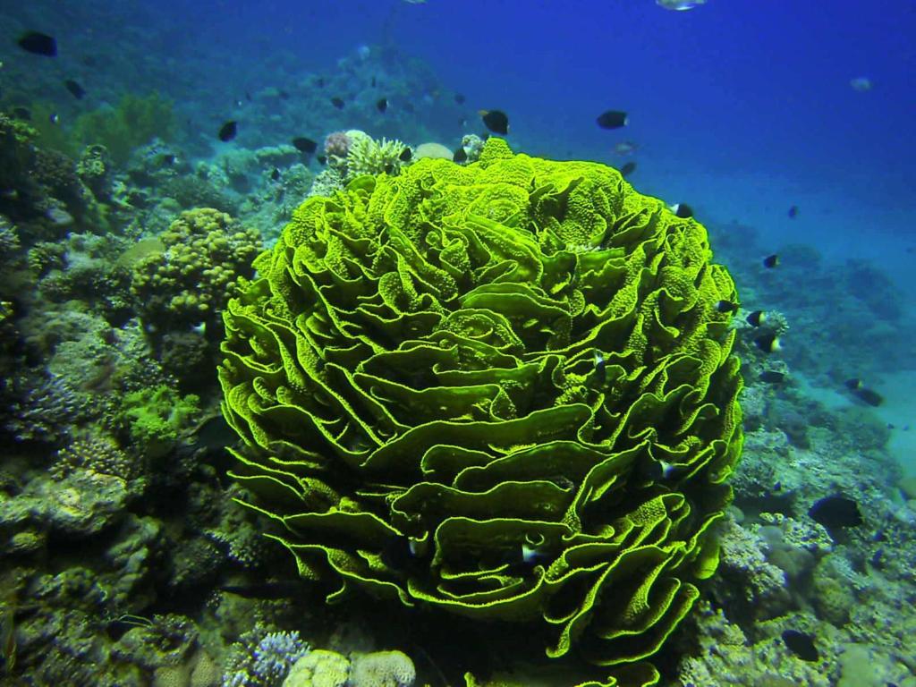 a green sponge on the reef in the ocean at Arab Divers Dive Center and Bed & Breakfast in Aqaba