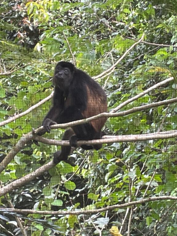 ein Affe, der auf einem Ast sitzt in der Unterkunft Papaya Wildlife Lodge in Cahuita