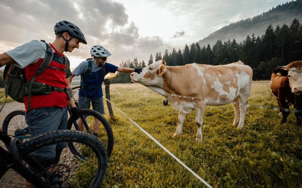 Zvířata v luxury tent nebo okolí
