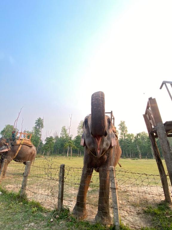 an elephant is standing next to a fence at Hotel Shiva's Dream in Sauraha