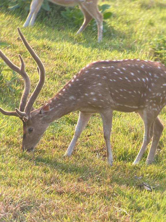 an antelope with large horns grazing in the grass at Hotel Shiva's Dream in Sauraha