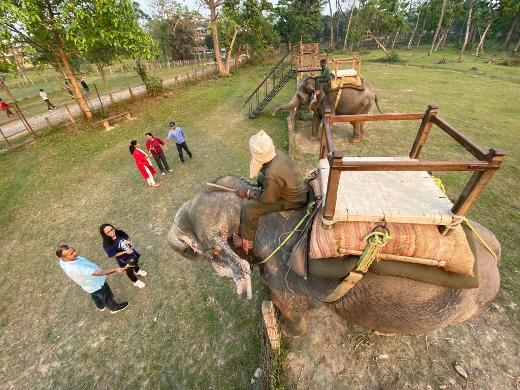 a man riding an elephant with a bench on its back at Hotel Shiva's Dream in Sauraha