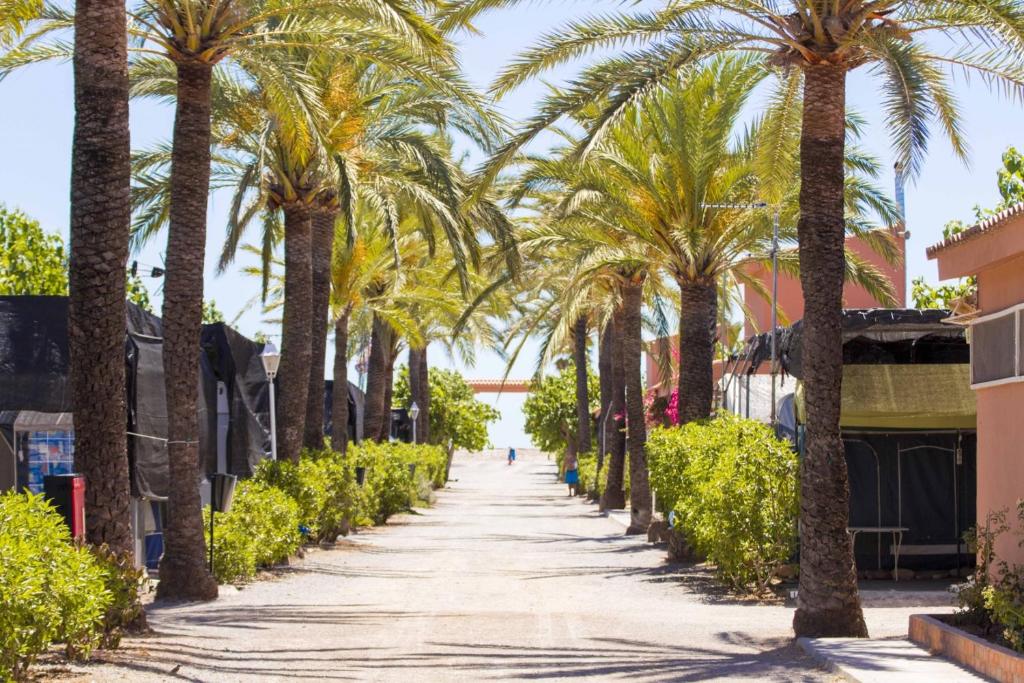 a palm tree lined street in front of a building at Camping tres estrellas Mediterráneo in Xilxes