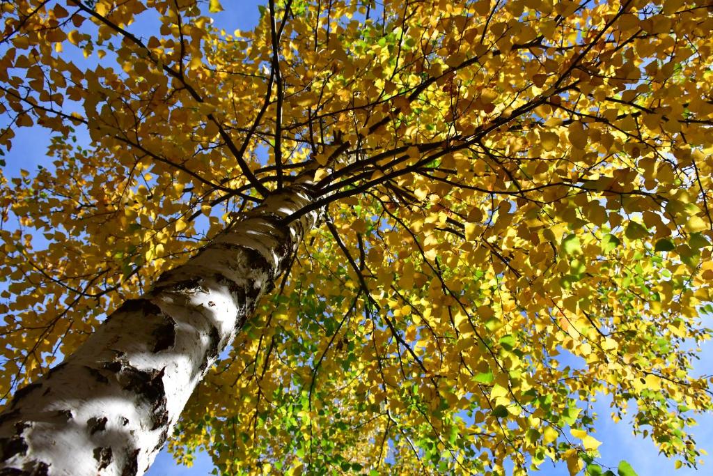 un primer plano de un árbol con hojas amarillas en ABEDULES CABAÑAS PEHUENIA en Villa Pehuenia