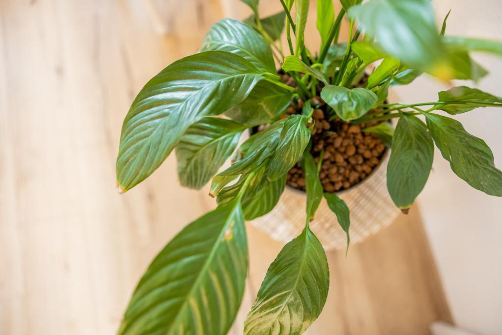 Fynbos Apartments Theaterblick, historisch & stilvoll, Parkplatz - 14