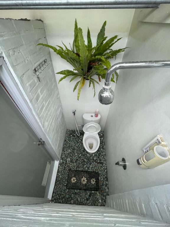 bagno con servizi igienici e pianta in vaso di Gorga hostel a Timuran
