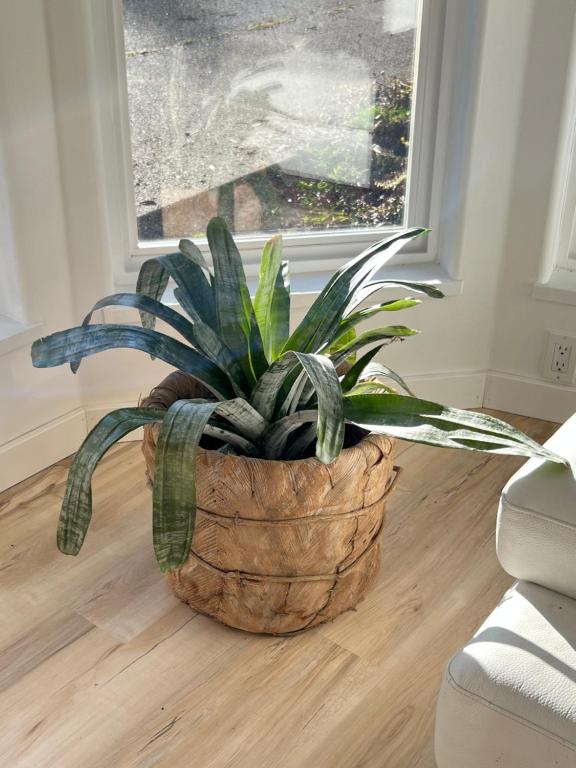 a potted plant sitting on a floor in front of a window at Ships Point Wellness in Fanny Bay