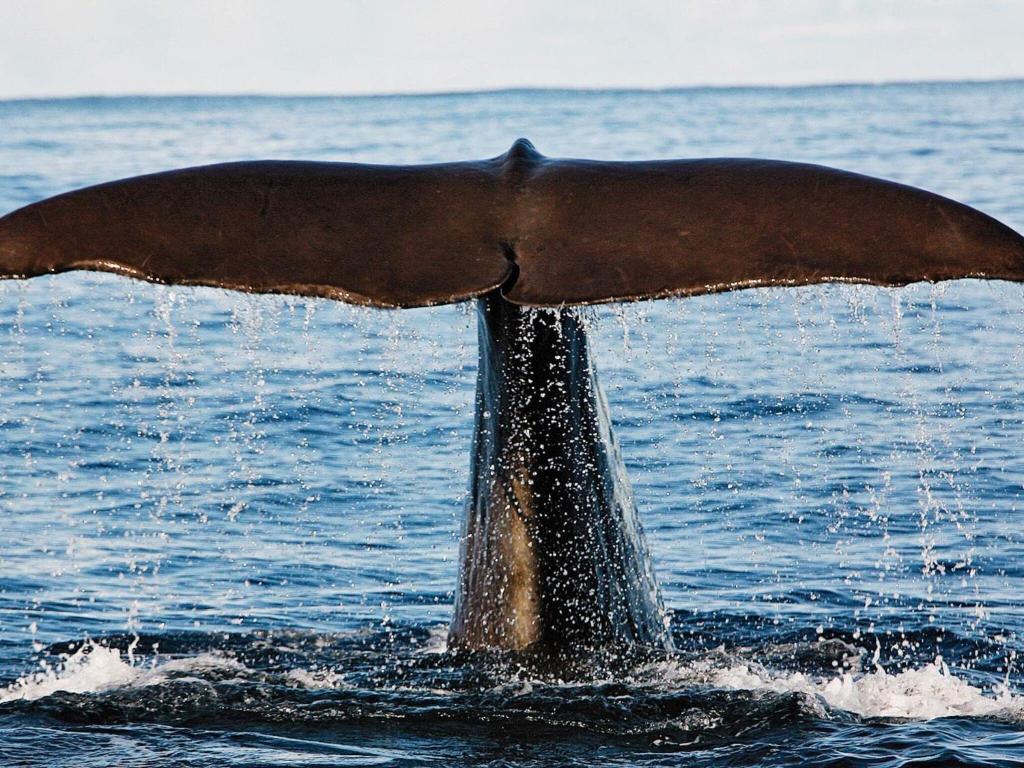 una cola de una ballena en el agua en Holiday home Melbu, en Melbu