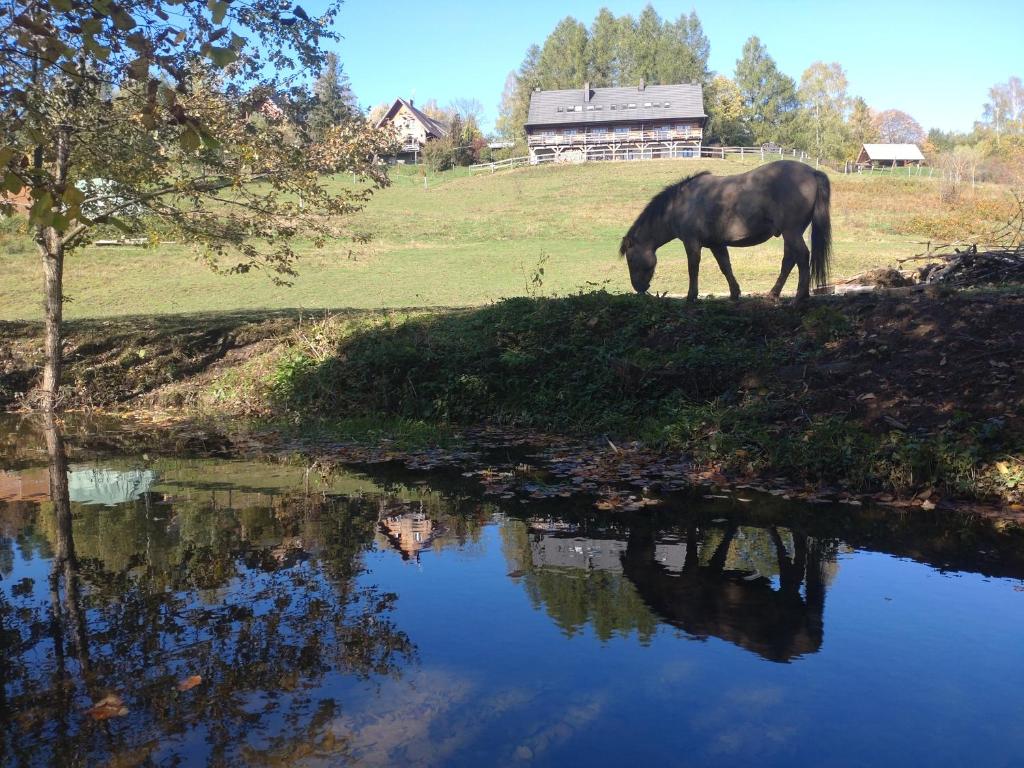 koń pasący się obok zbiornika wodnego w obiekcie Cudne Manowce w Wetlinie