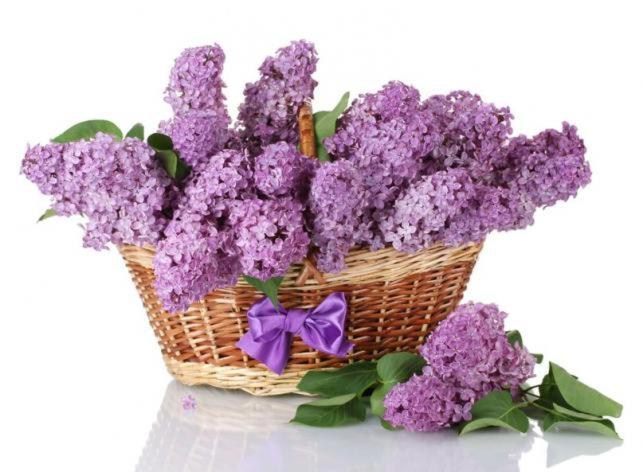 a basket of purple flowers with a purple bow at Apartman Lara in Brodarica