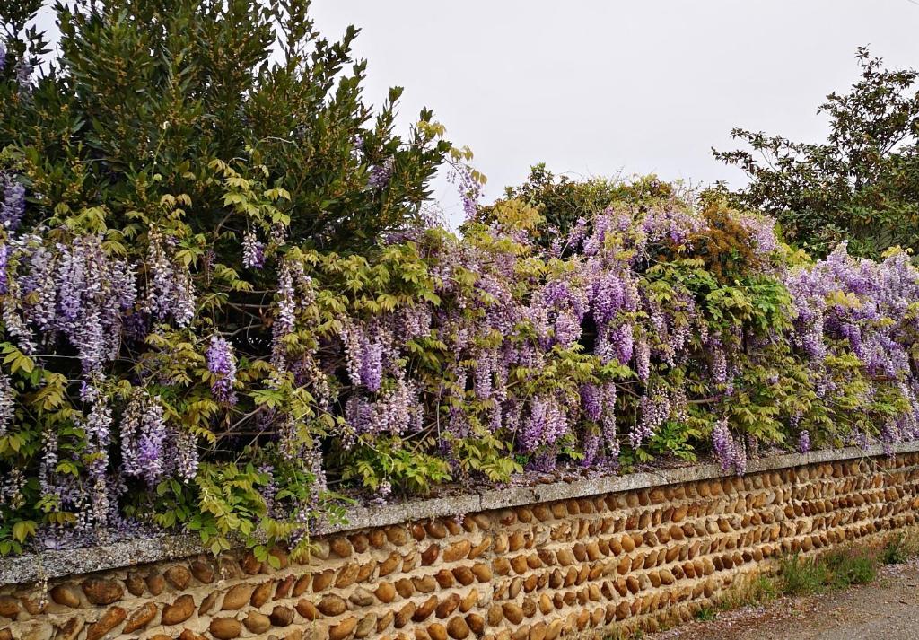 a hedge of purple flowers on a brick wall at comme à la maison in Clonas-sur-Varèze